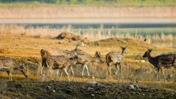 tadoba-national-park