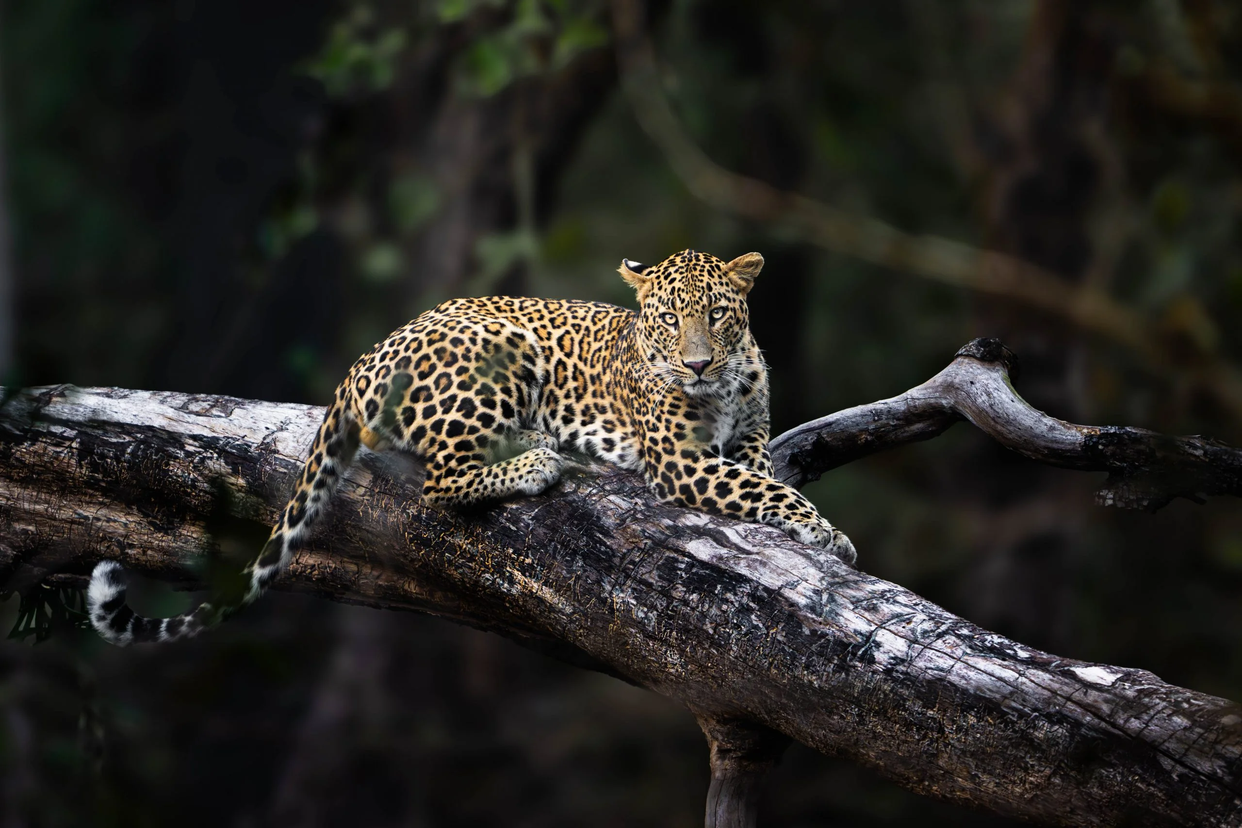 pench leopard