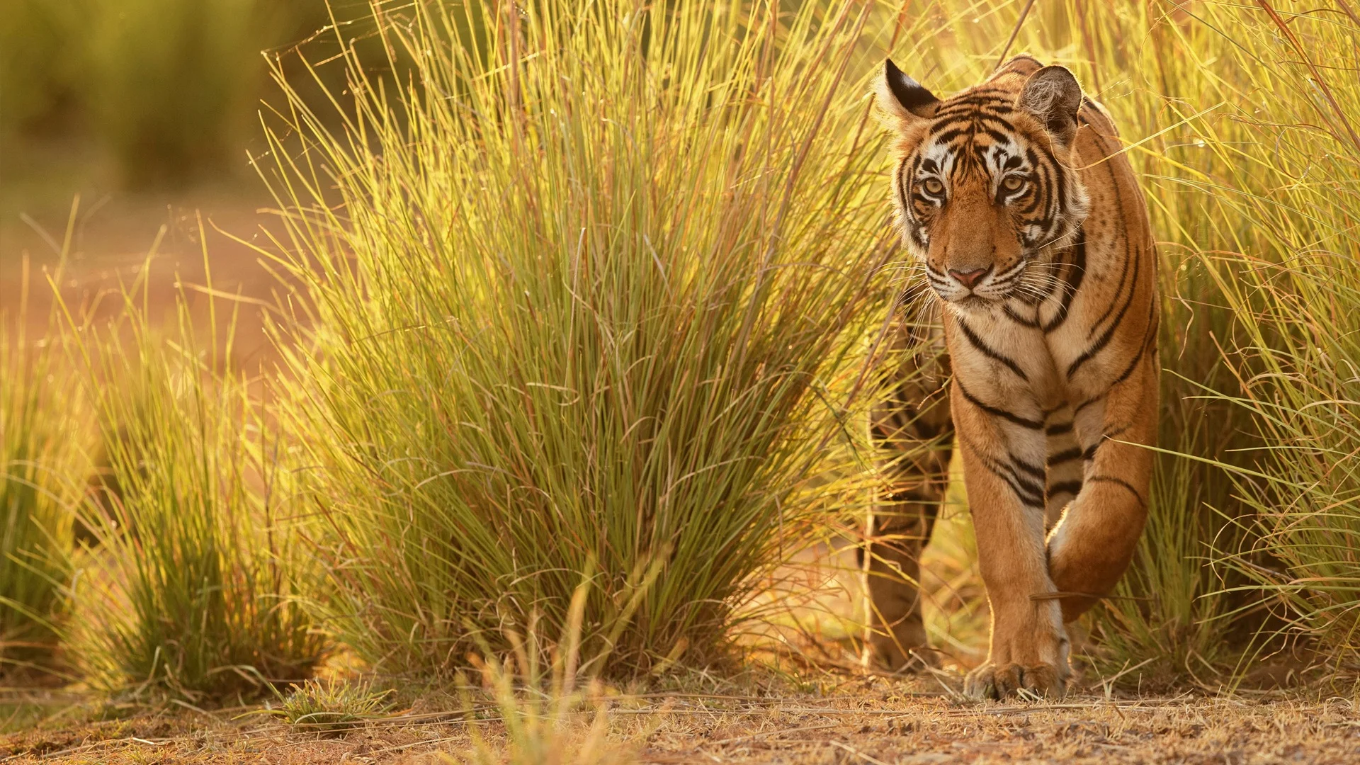 pench