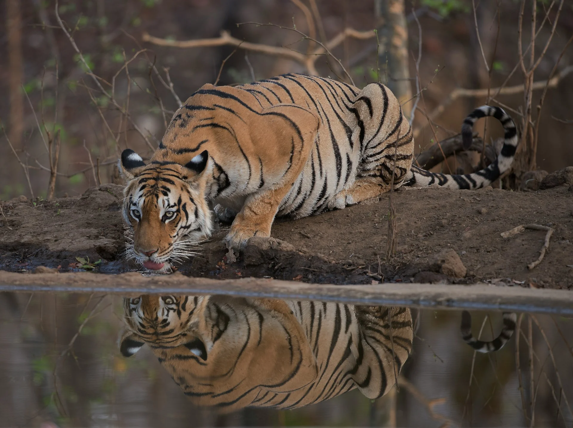 Tadoba Pench taxi service Nagpur