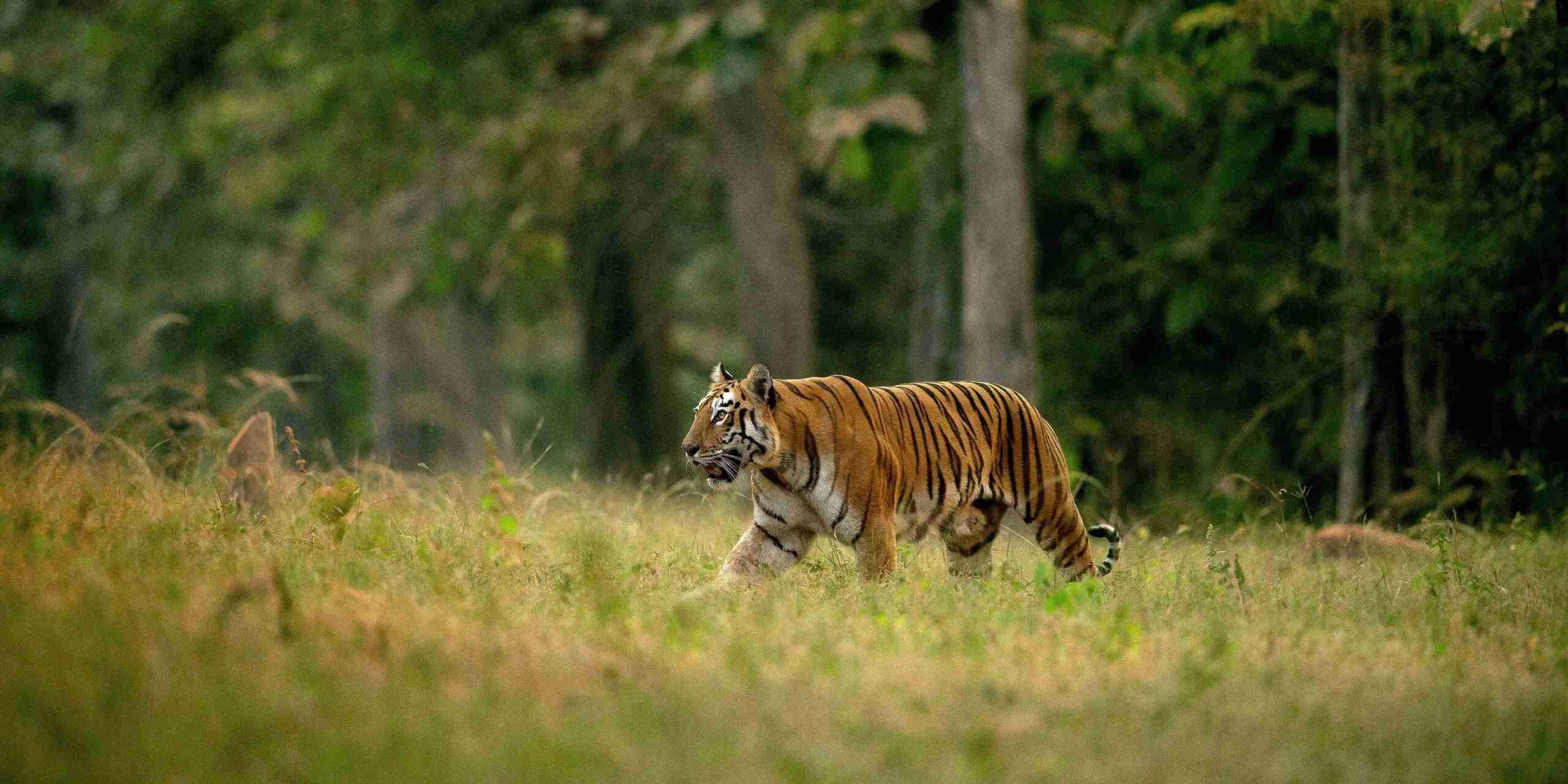 tadoba