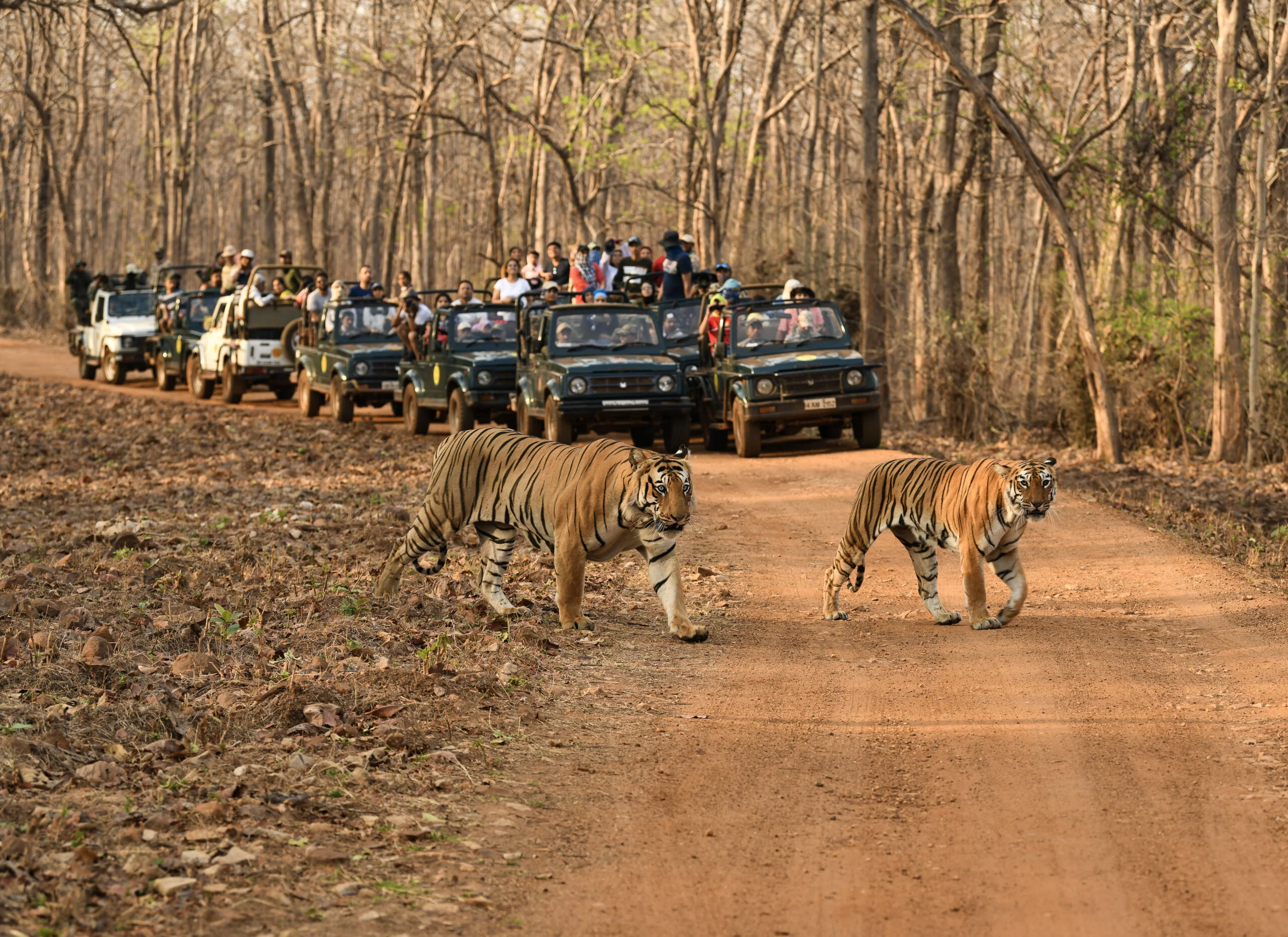 tadoba-tigers