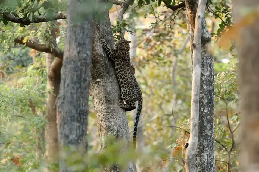 pench poi3 0
