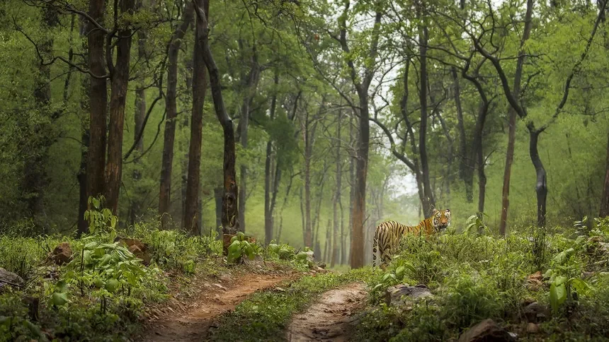 Nagpur to Navegaon gate Tadoba taxi service 1 tadoba forest mumbai maharashtra 1 attr hero